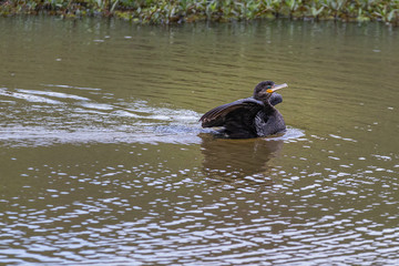 A lone cormorant drying its wings