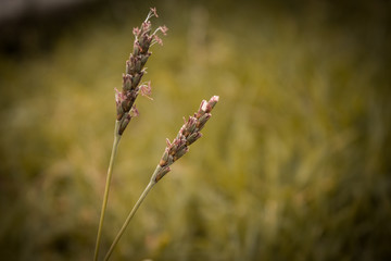Flores silvestres en el campo