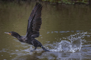 A cormorant taking off and splashing water