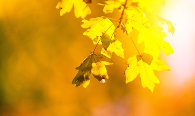Fototapeta premium Autumn.