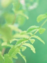 Close-up on mint leaves and flowers growing in the garden outdoors