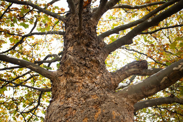 Close up view of beech tree with branches