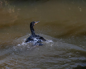 A cormorant splashing water with its wings