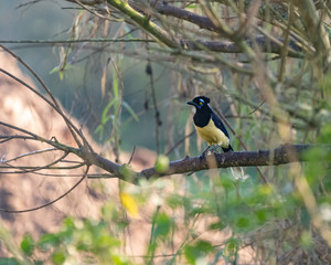 A curious bird sitting on a branch
