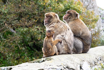 Gibraltar Monkeys 1 