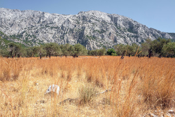 Landscape with olive trees in Samos-Marathokabos on Samos island in Greece