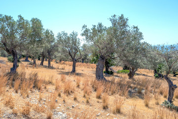 Landscape with olive trees in Samos-Marathokabos on Samos island in Greece