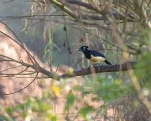A curious bird sitting on a branch