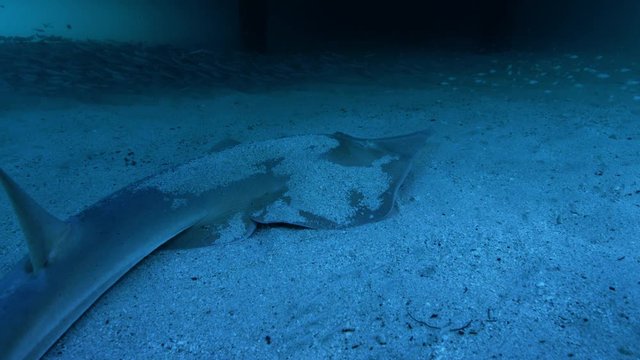 Bowmouth guitar fish on ocean floor, slow motion