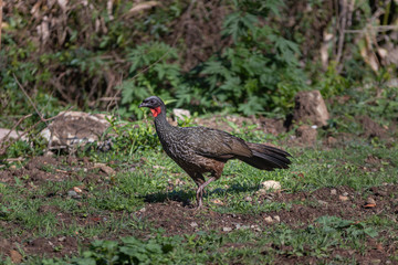 A red neck bird fooling around in the park