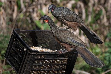 A couple of rednecks birds looking for food