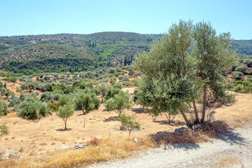 Olive trees on Pythagoreion on Samos island in Greece.