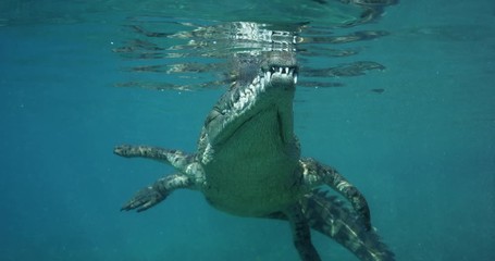 View of crocodile from underwater, slow motion