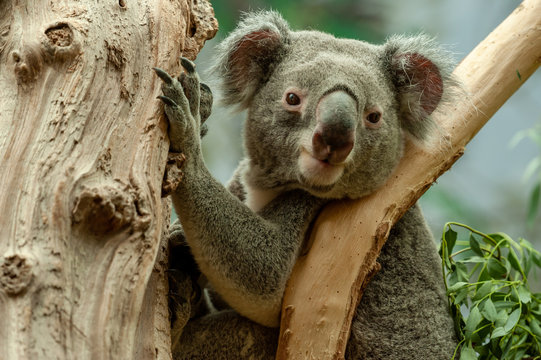 Wacher Koalabär in der Astgabel