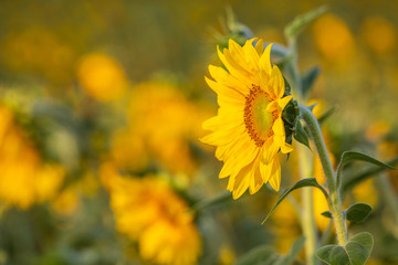 Sonnenblumen Feld