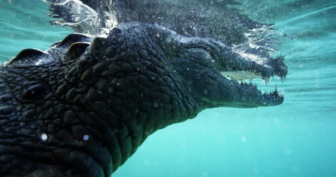 Crocodile on water surface, slow motion