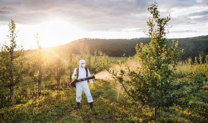 A farmer outdoors in orchard at sunset, using pesticide chemicals.