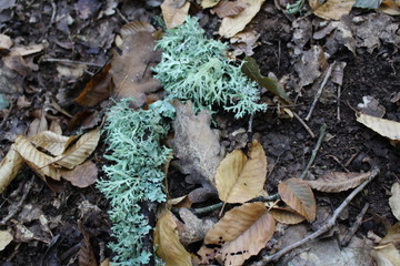 autumn leaves on the ground