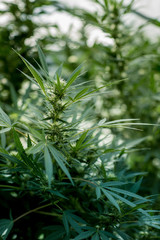 Close-up of green marijuana, cannabis plants