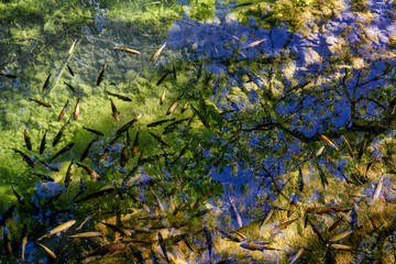 Croatia, Krka national park, clear crystal water with fish