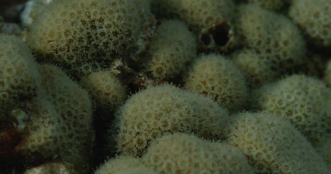 Close up, star coral in reef