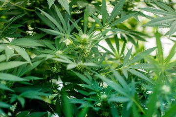 Close-up of green marijuana, cannabis plants