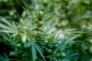 Close-up of green marijuana, cannabis plants