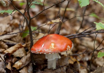 Red amanita mushroom in the leaves in the forest 