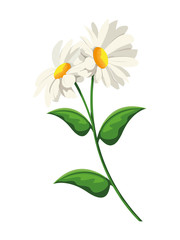 Fototapeta na wymiar Beautiful flowers design vector illustration