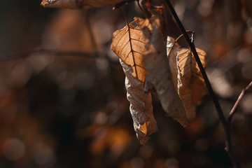 Herbstblätter