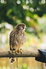 young common kestrel siting (falco tinnunculus)