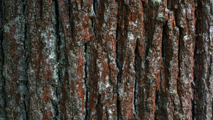 Fototapeta premium tree bark texture