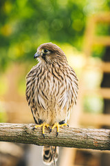 young common kestrel siting (falco tinnunculus)