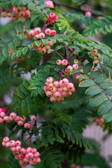 Unusual softly white-pink hybrid mountain ash in the park. Autumn landscape.
