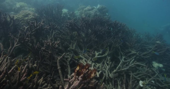 Fish swim over Australian coral reef, slow motion