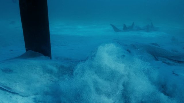Slow motion, bowmouth guitarfish on seafloor