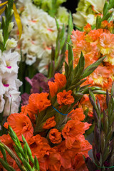 Beautiful bouquets of multi-colored gladioli in a vase.