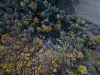 Autumn Forest Landscape 