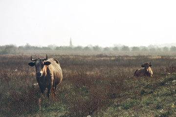 Standing and lying brown cows on the autumn field