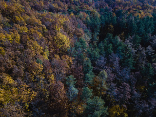 Autumn Forest Landscape 