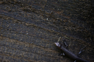  black lizard creeps on a tree