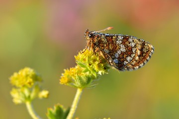 Melitaea aurelia 617