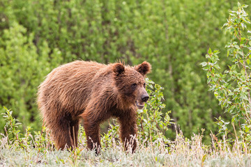 Obraz na płótnie Canvas Young grizzly bear in the rain - Yukon, Canada