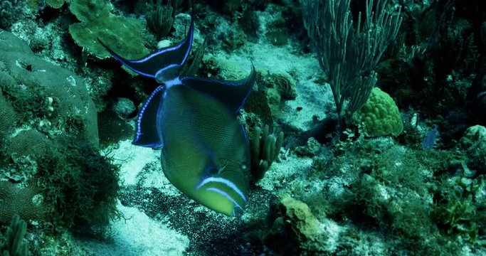 Colorful triggerfish in coral reef, slow motion