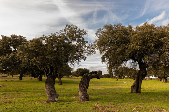 Landscape in the Dehesa de la Luz. Arroyo de la Luz. Extremadura. Spain.