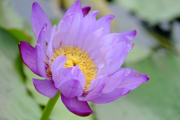 Close up purple lotus flower blossom in a botanical garden and blurred green leaves background 
