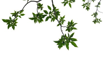 Tropical tree leaves with branches on white isolated background for green foliage backdrop 