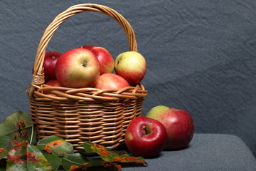 Wicker basket with ripe juicy apples. Nearby are several apples and autumn leaves of an apple tree. New crop. On a gray background.