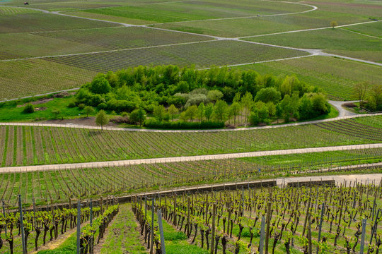 Scenic view of Iphofer Julius-Echter-Berg vineyard