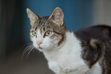 Obraz premium portrait of a cat with green eyes 